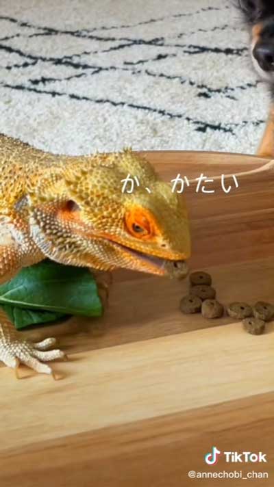 ドッグフードを食べたトカゲ