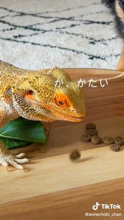 ドッグフードを出したトカゲ