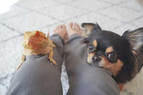 チワワとフトアゴヒゲトカゲ 仲良し