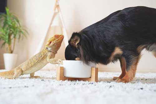 ちょび太君としゃくれ君