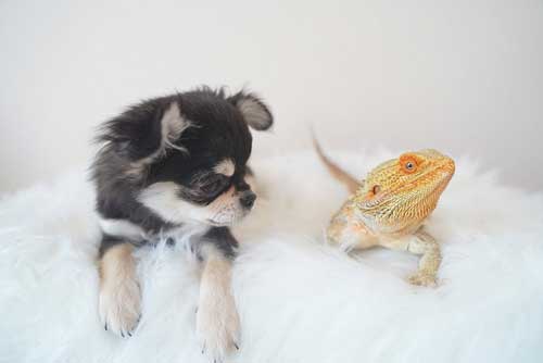 あん君としゃくれ君