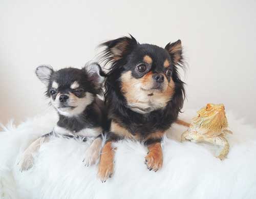 チワワとチワワとトカゲ