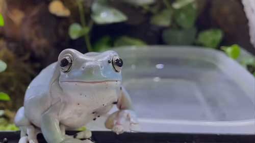 飼い主と見つめ合うカエル