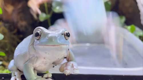 もう1匹のカエルが登場