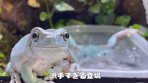 派手な着地をするカエル