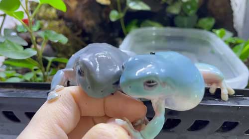 飼い主の手を取り合うカエルたち