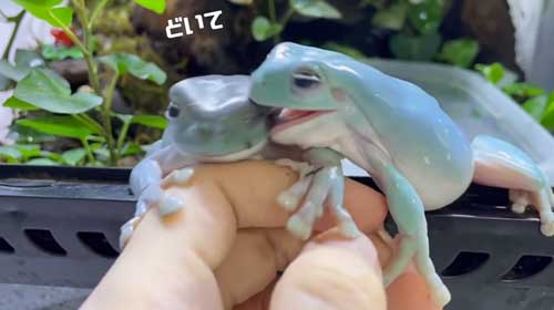 カエルをカエルがかぷり