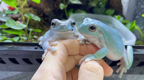 ヤキモチを焼くカエル