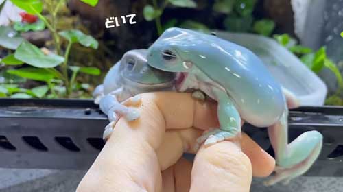 もう1度かぷりするカエル