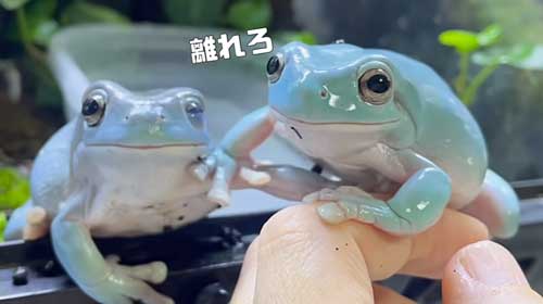 もう1匹をどかそうとするカエル