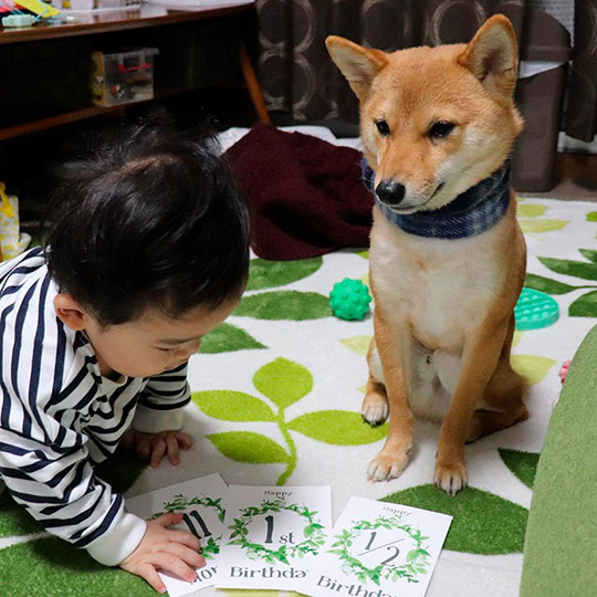 子どもと柴犬