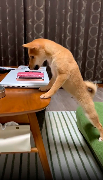 腕立てする柴犬