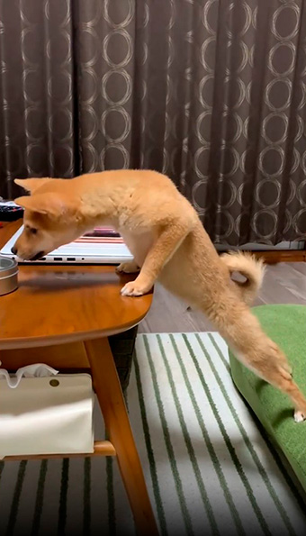 ぐいっと腕立て伏せする姿