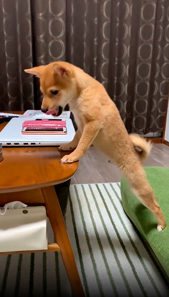 舌をぺろりする柴犬