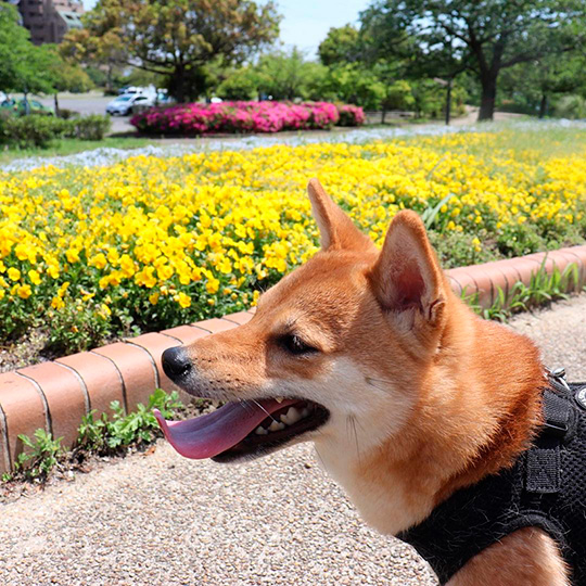 花を見ている柴犬