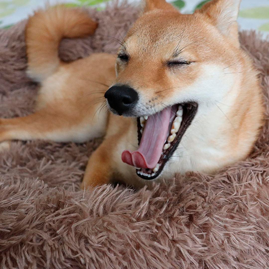 ふわふわベッドで眠る柴犬