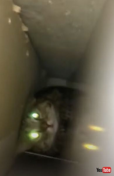 スルスル下りる猫