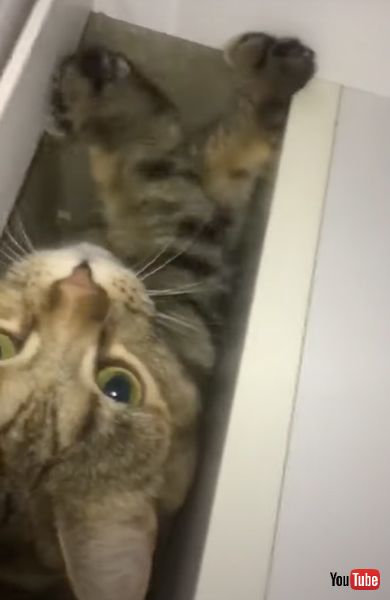 見つかってしまった猫