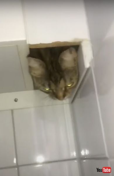 思わぬところに隠れている猫