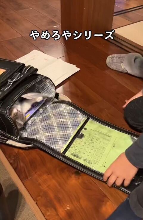 顔見えない猫ちゃん