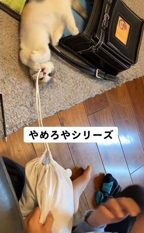 ヘソ天の猫