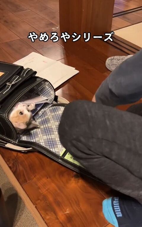 教材かじってる猫