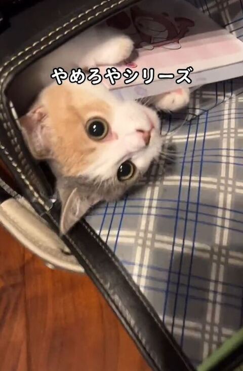 アップ