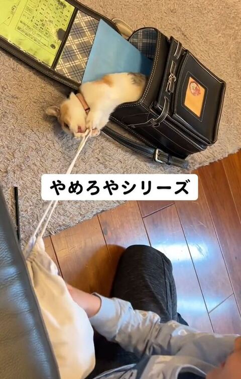 少し体がでてきた猫