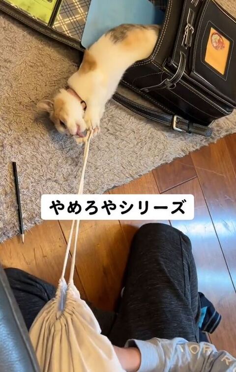 体が半分以上見える猫