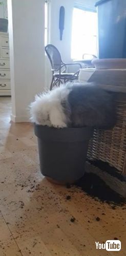 穴を掘るウサギ