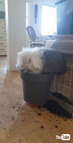 土まみれのウサギ