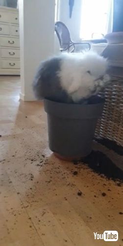 こっちを見るウサギ