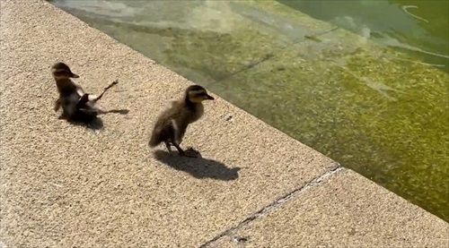 ころんだ子ガモ