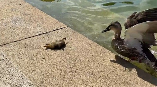 駆け付ける母ガモ