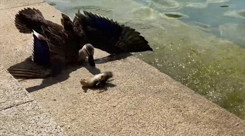 ころんだ子ガモを助ける母ガモ