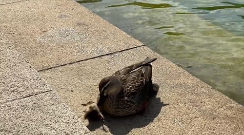 救出された子ガモ