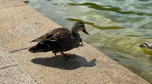 子ガモと母ガモ
