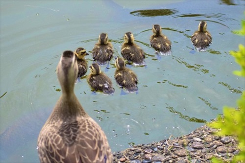 親子のカモ