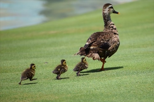 ころんだ子ガモを助ける母ガモ
