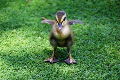 かわいい子ガモ