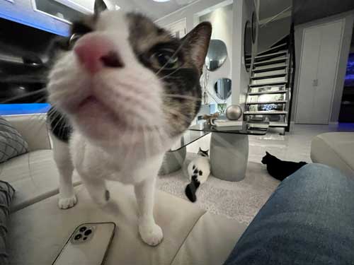 飼い主が好きな猫