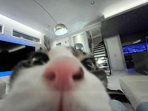 飼い主が好きすぎる猫