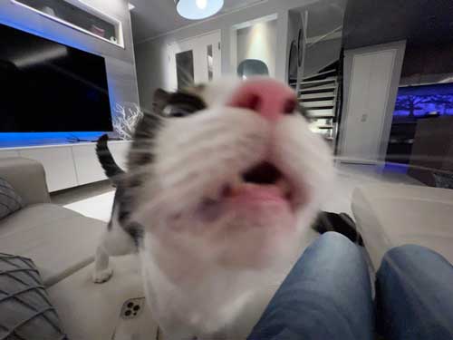 かまってほしい猫