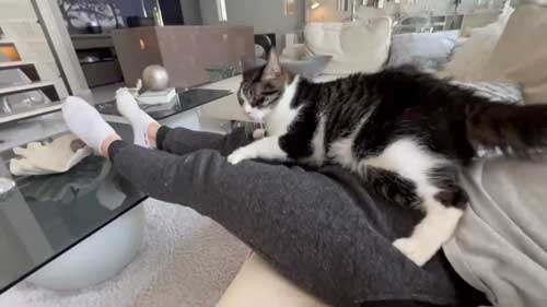 飼い主を独占する猫