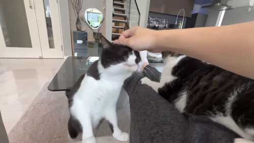 次々やってくる猫