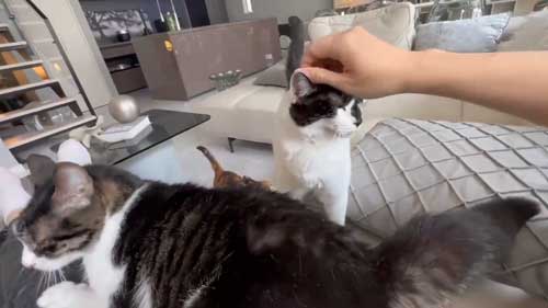 なでるのに忙しい飼い主