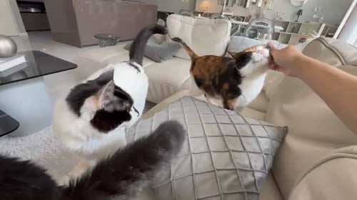 猫と飼い主の画像