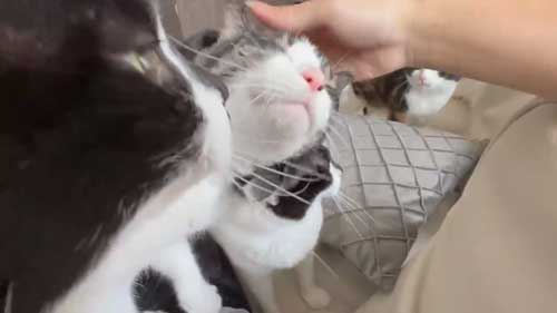 画面一杯の猫たち