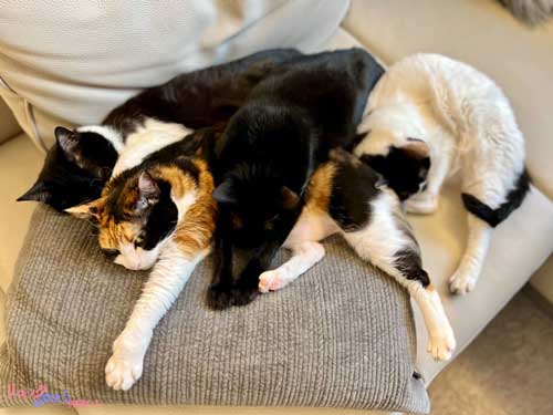 仲良しな猫たち