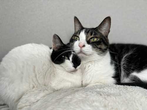 寄り添う猫たち